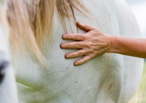 Horse therapy for drug addicts